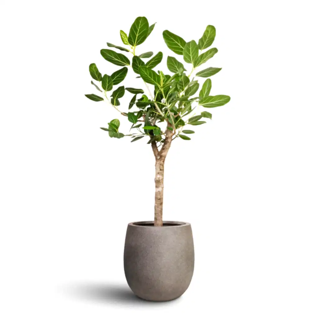 Ficus benghalensis Audrey - Bengal Fig - Straight Stem & Grigio Balloon Plant Pot - Natural Concrete
