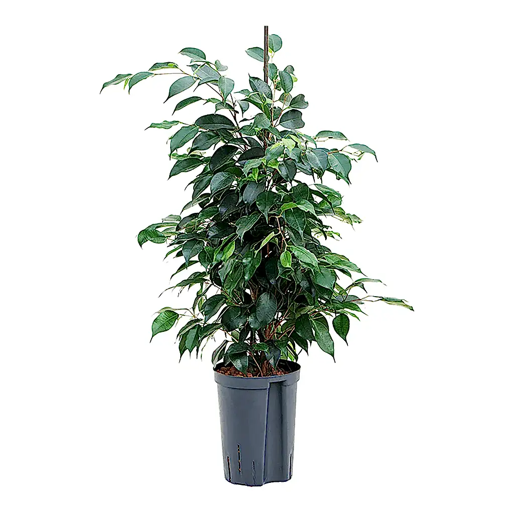 Ficus benjamina Danielle - HydroCare - 15/19 x 75cm