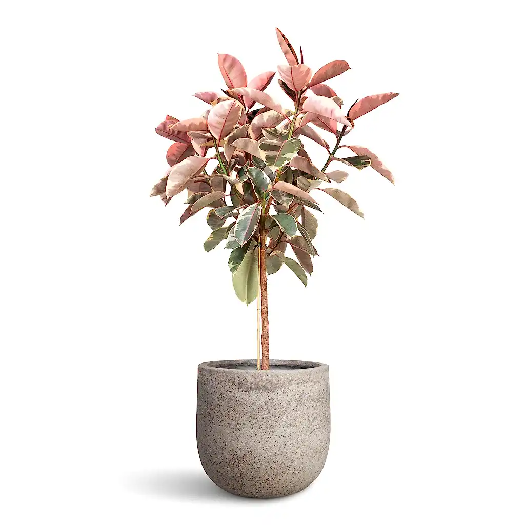 Ficus elastica Belize Pink Rubber Plant Straight Stem - 30x140cm In Cody Cement Stone Plant Pot Granite Grey - 46x40cm
