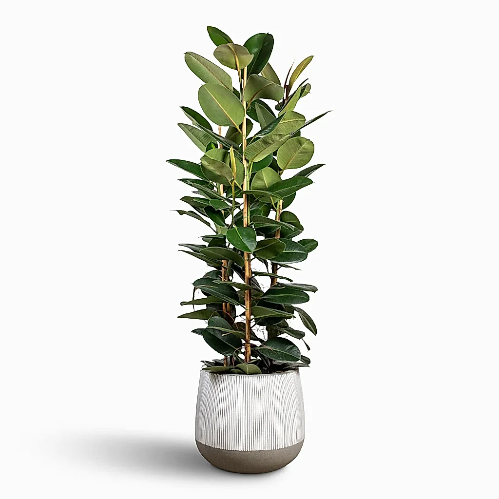 Ficus elastica Robusta Rubber Plant - 35x160cm In Pax Ridged Plant Pot White Stripe - 55x49cm