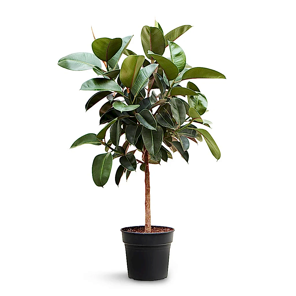Ficus elastica Robusta - Rubber Plant - Straight Stem - 30 x 110cm