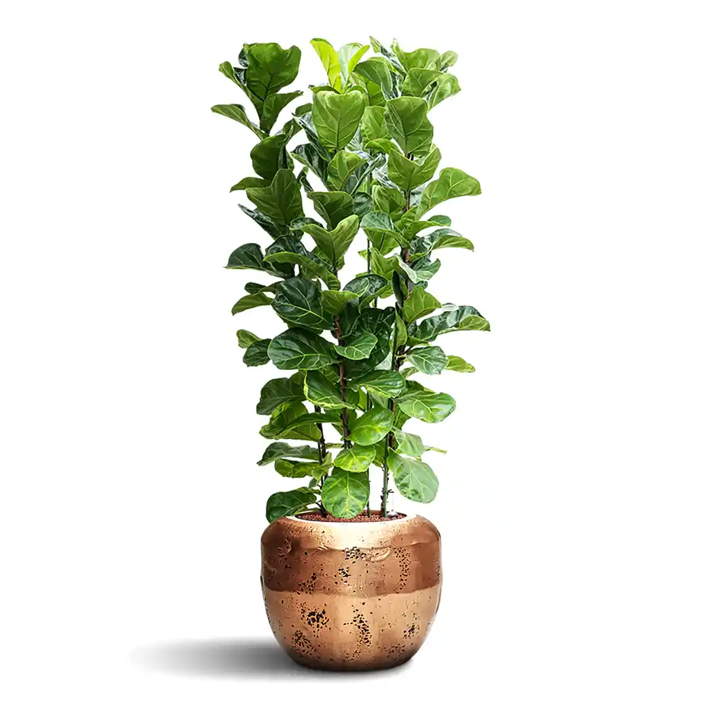 Ficus lyrata Bambino HydroCare in Opus Raw Couple - Gold - 50 x 156cm (4 stems)