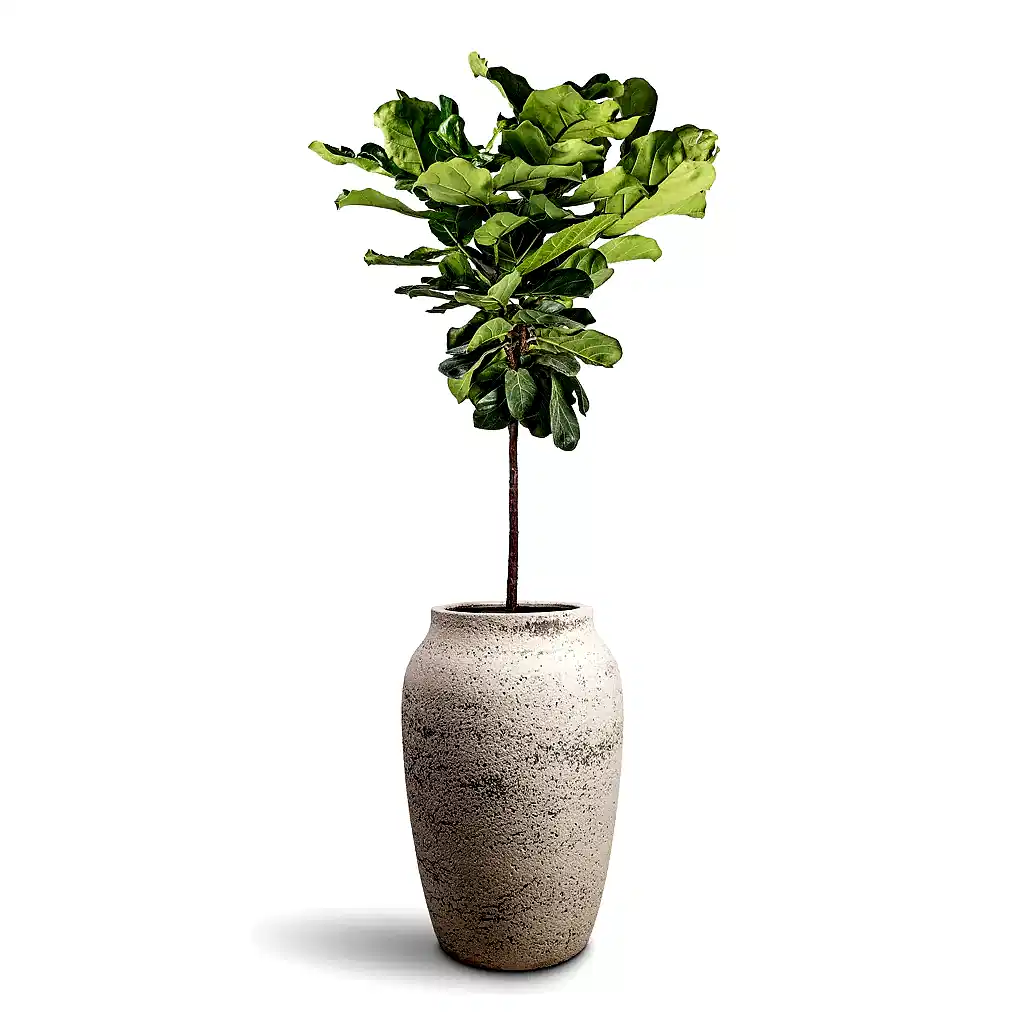 Ficus lyrata Fiddle Leaf Fig Straight Stem - 30x150cm & Hera Mediterranean Planter Chalk White - 51x74cm