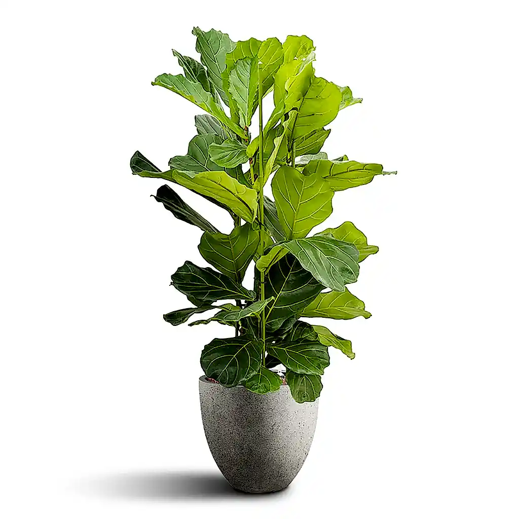 Ficus lyrata HydroCare in Grigio Egg Pot - Natural Concrete - 40 x 136cm (3 stems)
