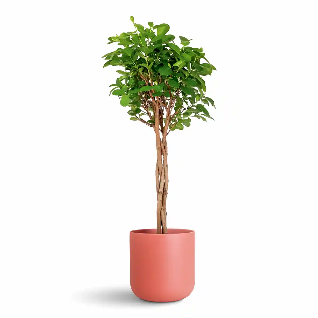 Ficus microcarpa Moclame Twisted Stem - 23x100cm In Lisbon Pot Blush Rose - 26x26cm