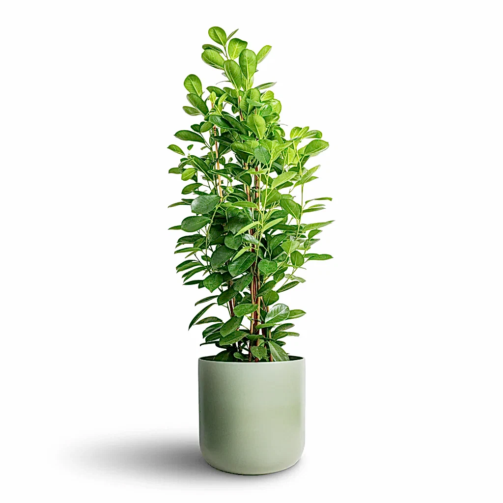 Ficus Moclame Indian Laurel - 24x90cm & Lisbon Plant Pot Sage - 26x26cm