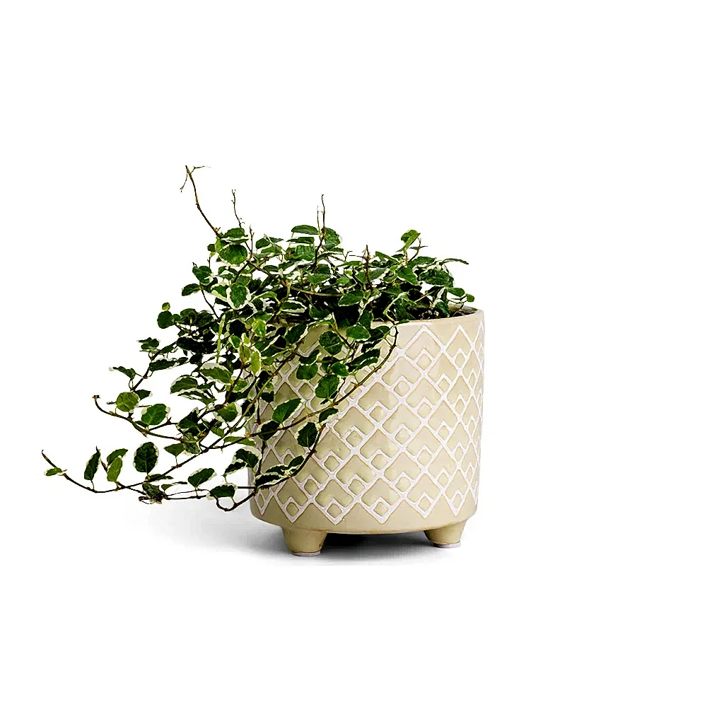Ficus pumila White Sunny - Creeping Fig & Bilbao Plant Pot -  Pale Jade