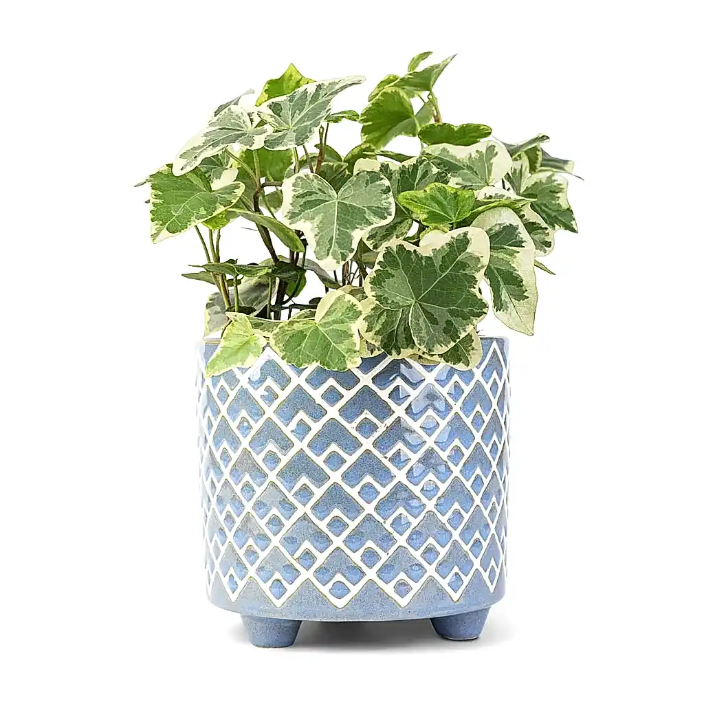 Hedera helix White Wonder - English Ivy & Bilbao Plant Pot - Heritage Blue