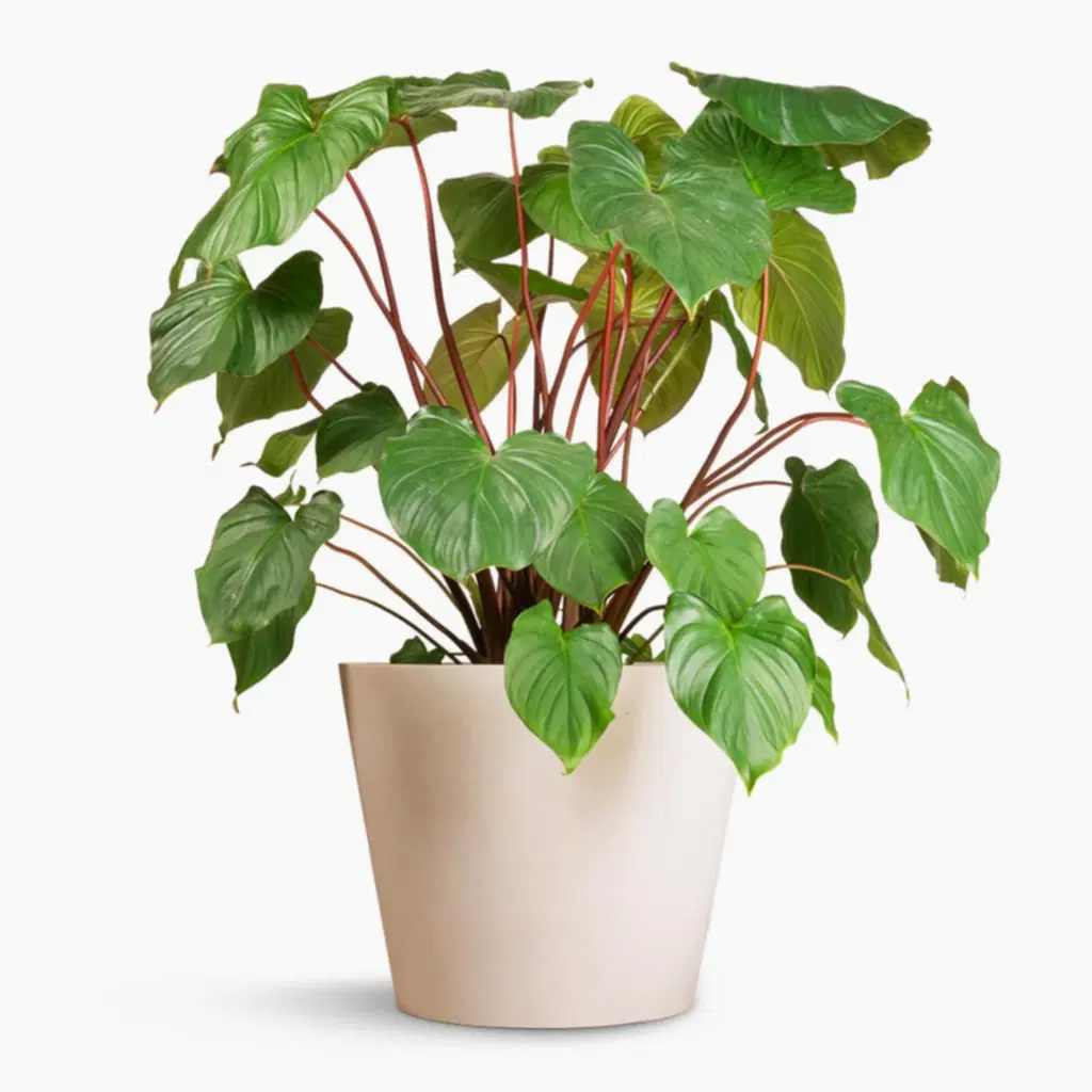 Homalomena rubescens Maggy - Shield Plant & Bucket Refined Planter - Natural White