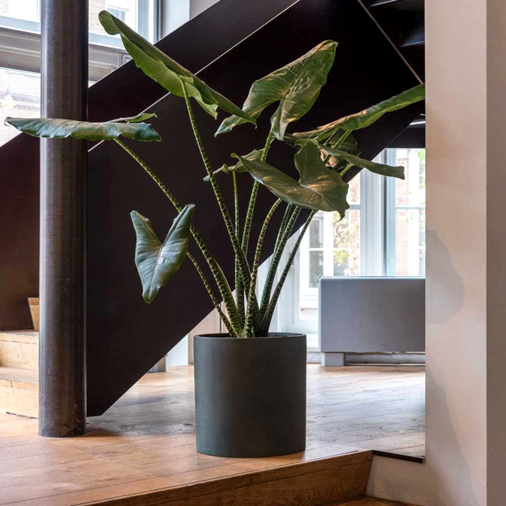 Houseplants, Plant Pots & Planters