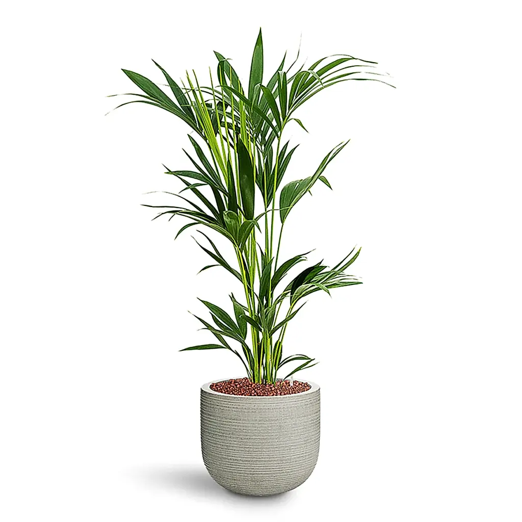 Howea forsteriana HydroCare in Cody Plant Pot - Ridged Cement - 28 x 105cm
