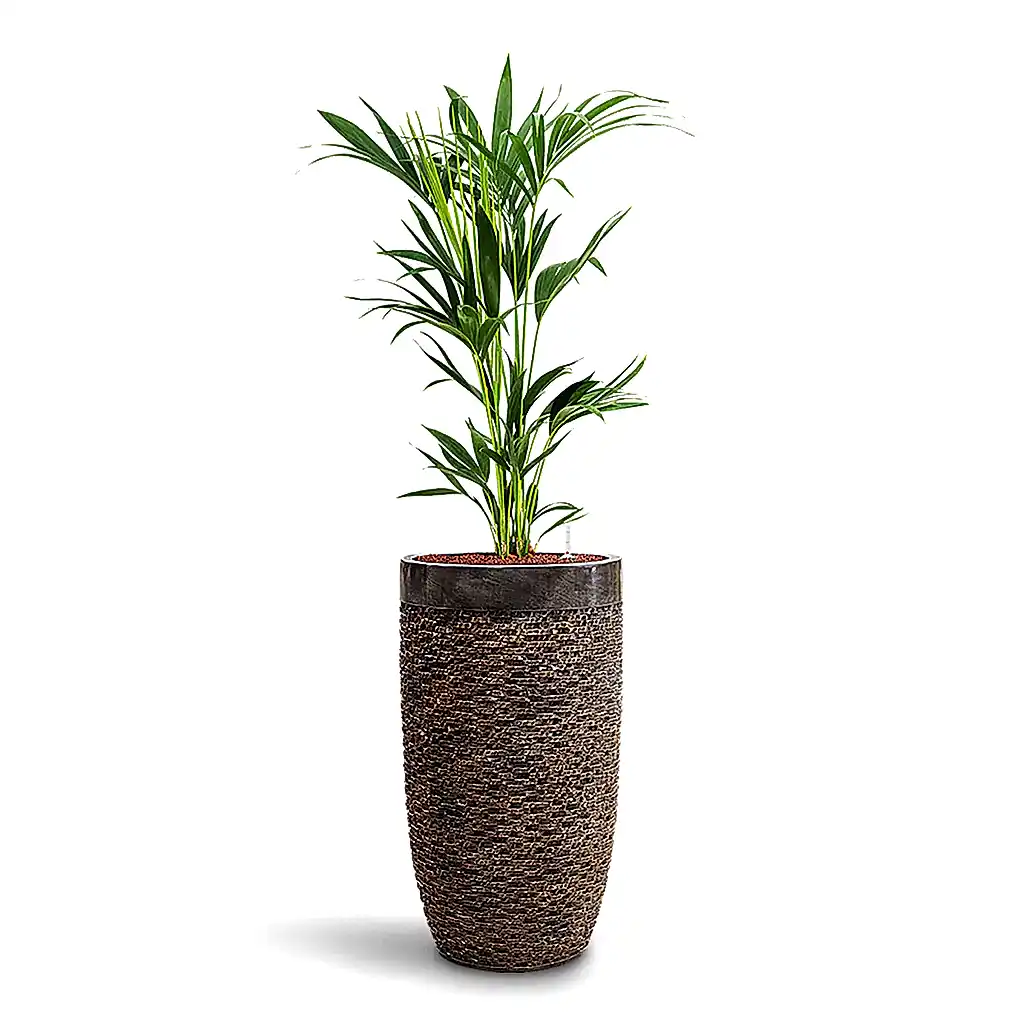 Howea forsteriana HydroCare in Luxe Lite Layer Partner - Bronze - 38 x 150cm