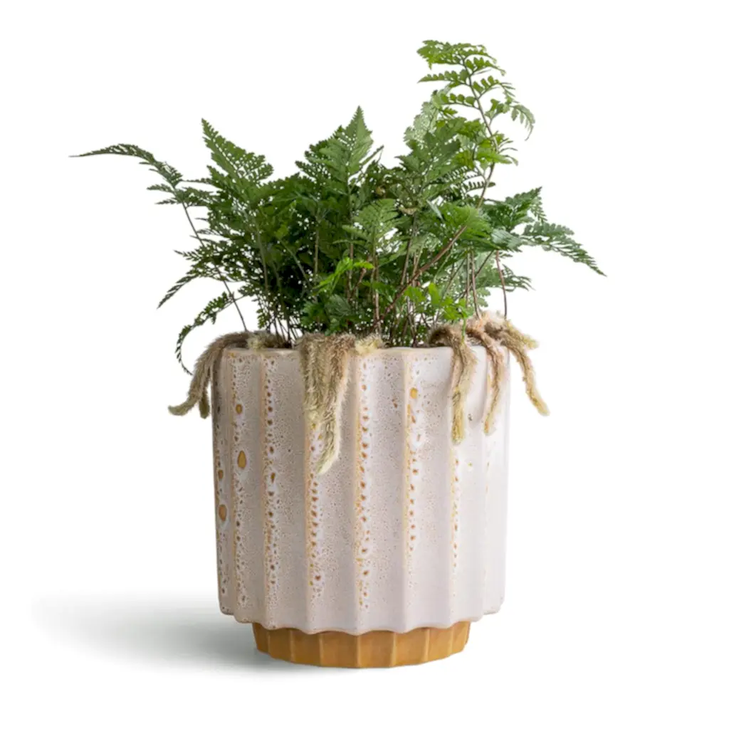 Humata tyermannii - White Rabbit's Foot Fern & Lugano Scalloped Plant Pot - Mustard