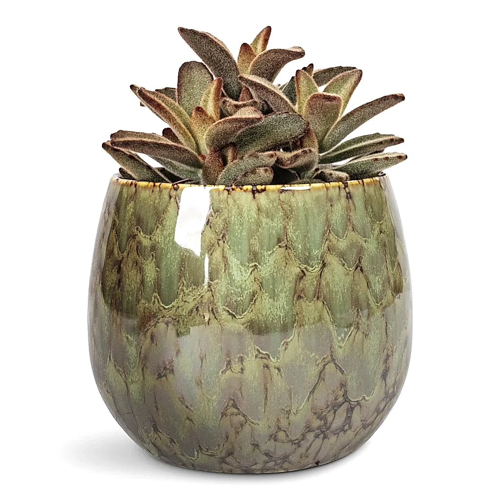 Kalanchoe tomentosa Panda Plant - 8.5x15cm In Odile Plant Pot Green - 13x11cm