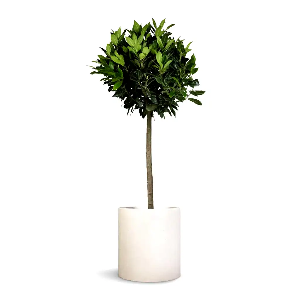 Laurus nobilis - Bay Tree & Max Refined Planter - Natural White