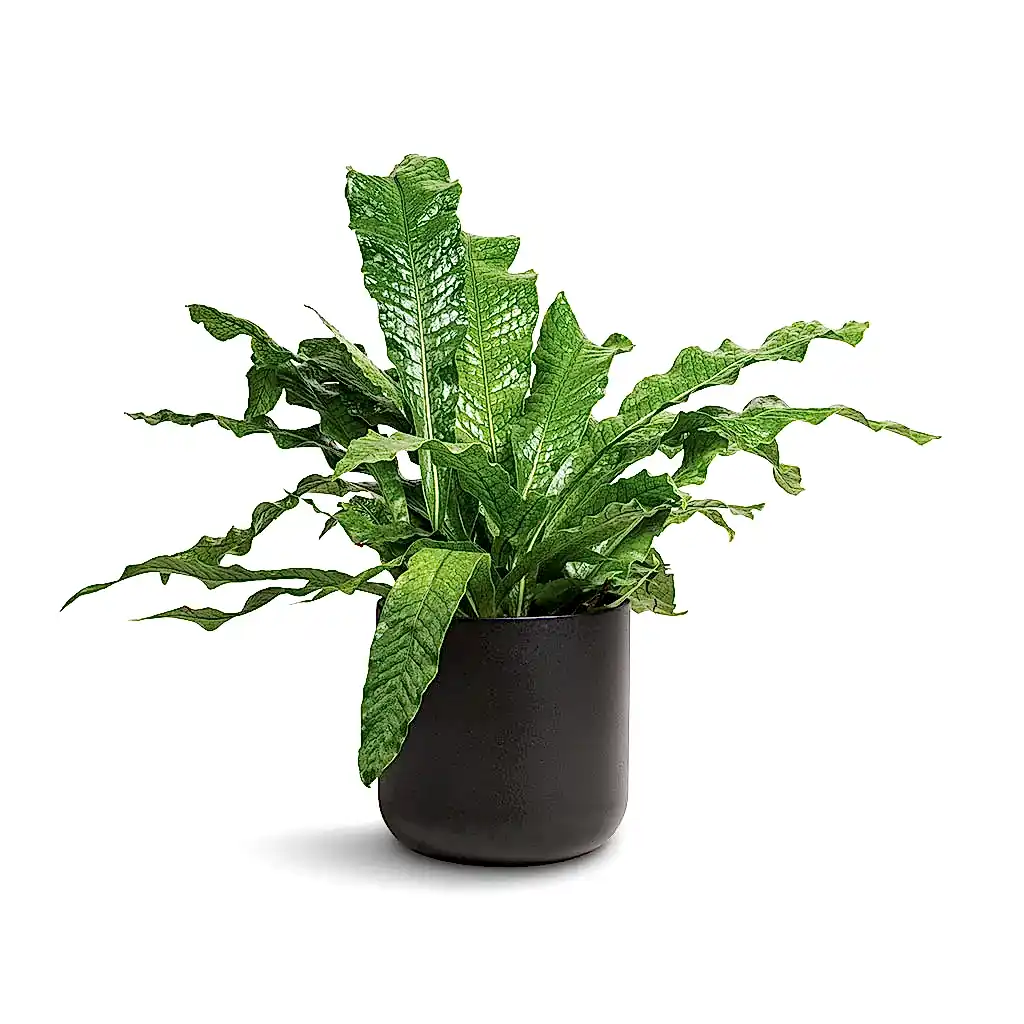 Microsorum musifolium Crocodyllus - Crocodile Fern & Lisbon Plant Pot - Anthracite