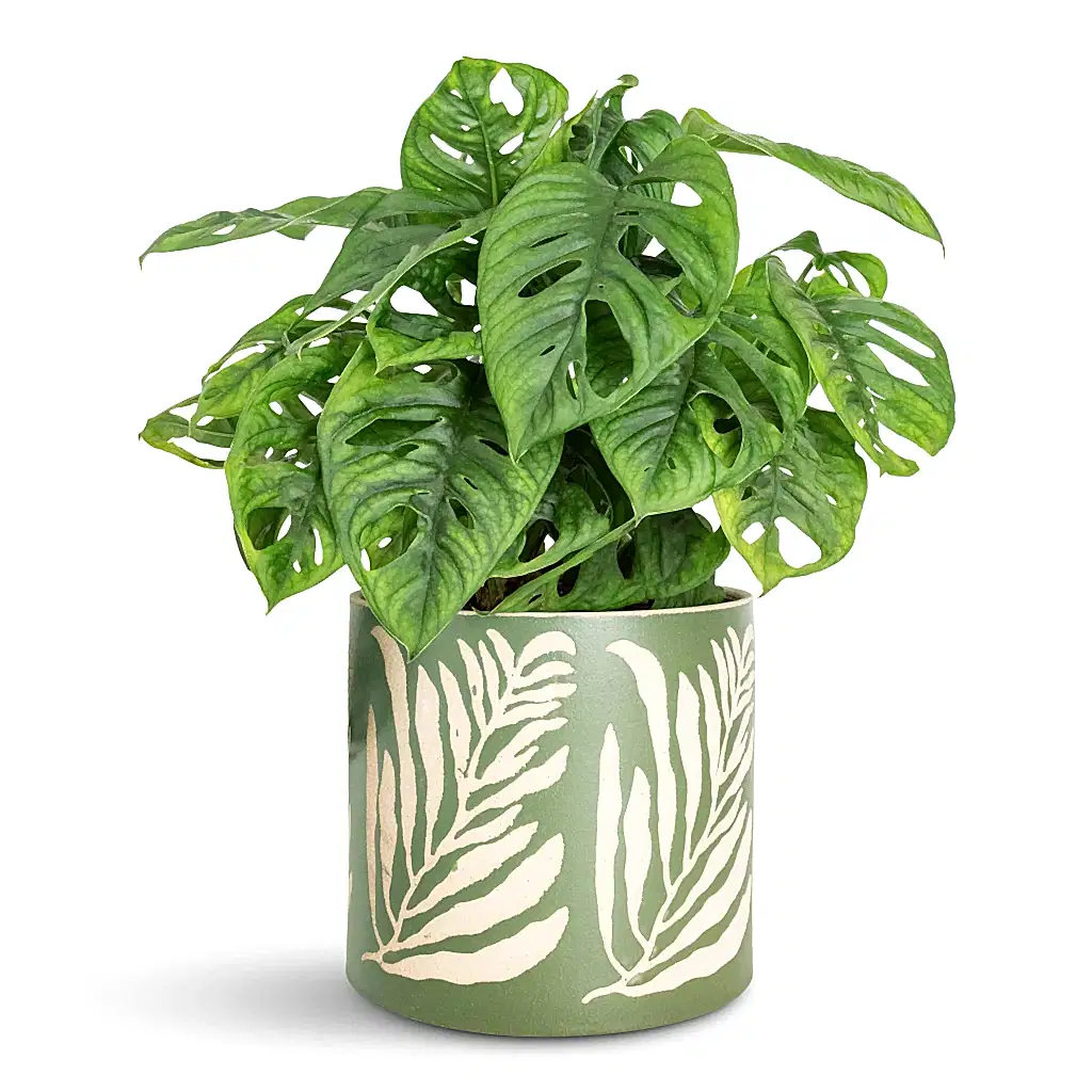 Monstera adansonii Monkey Mask 15x40cm Leaf Pot Green 