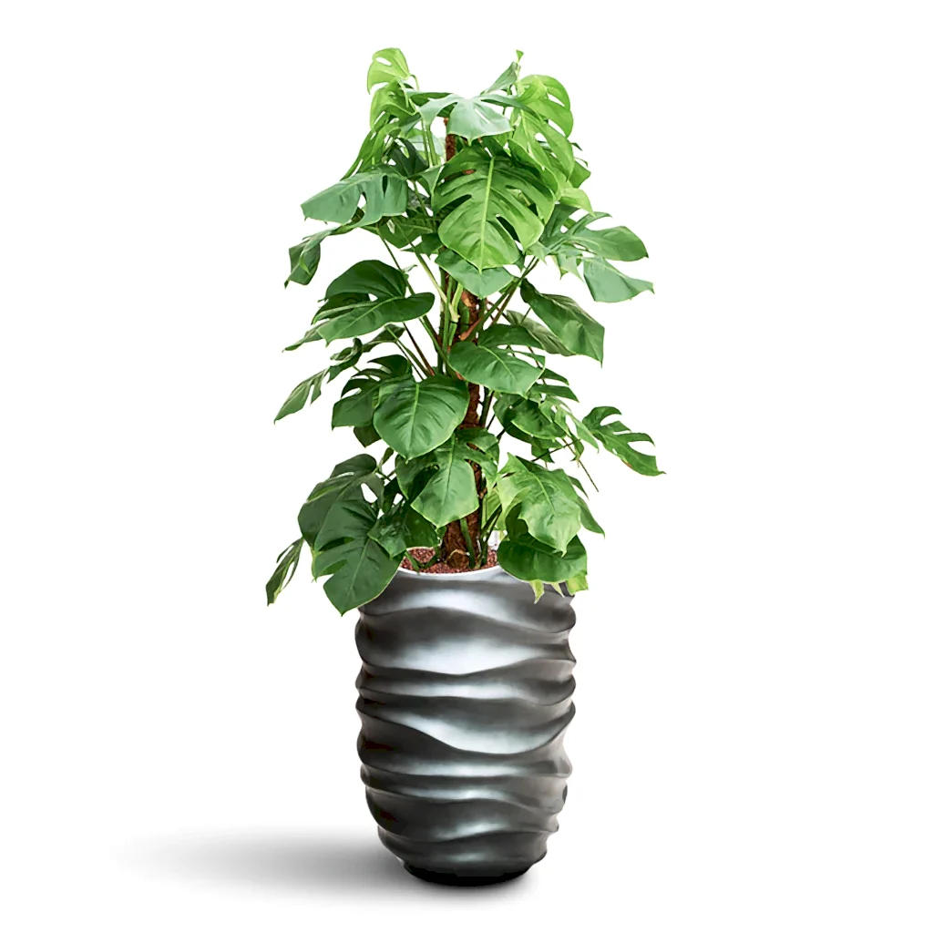 Monstera deliciosa Moss Pole HydroCare in Gradient Lee Partner - Matt Grey - 40 x 146cm