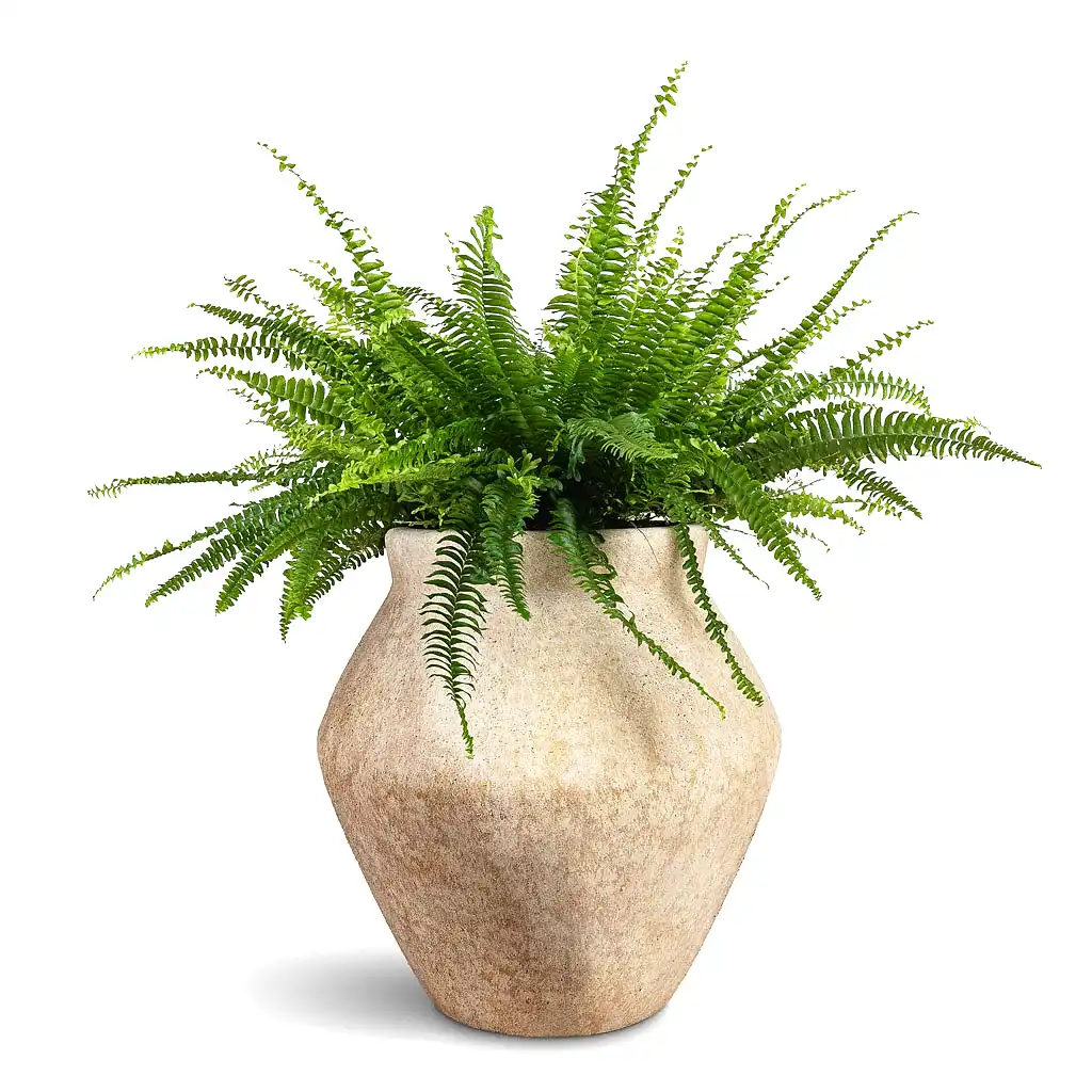 Nephrolepis exaltata Bostoniensis Boston Fern - 19x50cm & Fleuri Mineral Planter Travertine - 46x46cm