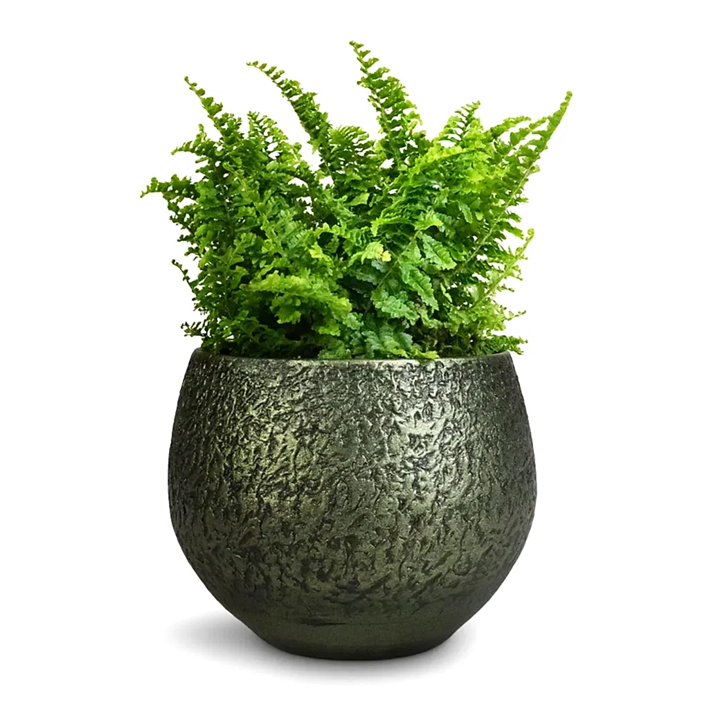 Nephrolepis exaltata Vitale - Compact Sword Fern & Noor Plant Pot - Velvet Green