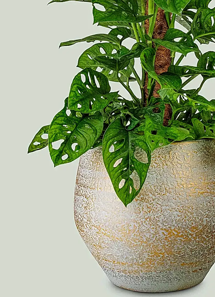 Neutral Plant Pots