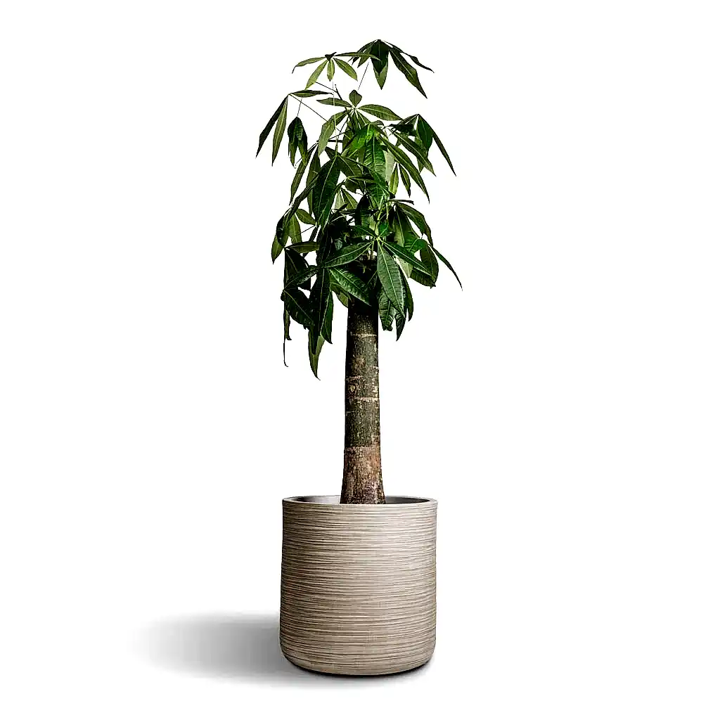 Pachira aquatica - Thick Trunk - Money Tree & Dune Cylinder Planter