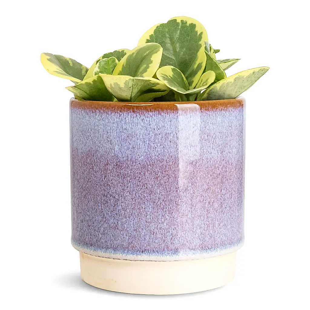 Peperomia obtusifolia Variegata - 12x20cm In Copenhagen Pot Blue - 18.5x9.5cm