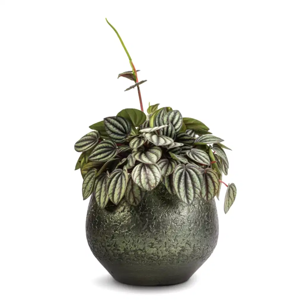Peperomia Piccolo Banda & Noor Plant Pot - Velvet Green
