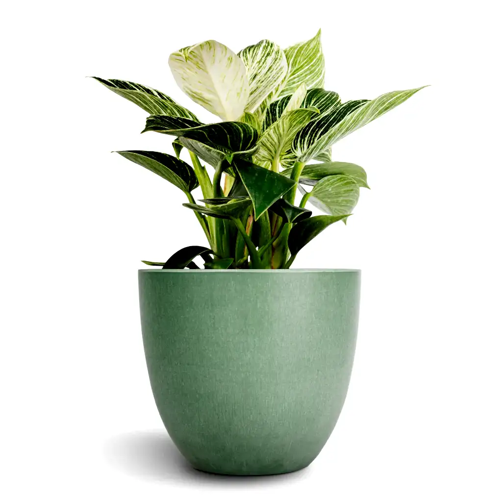 Philodendron Birkin - White Wave & Bola Artstone Plant Pot - Thyme