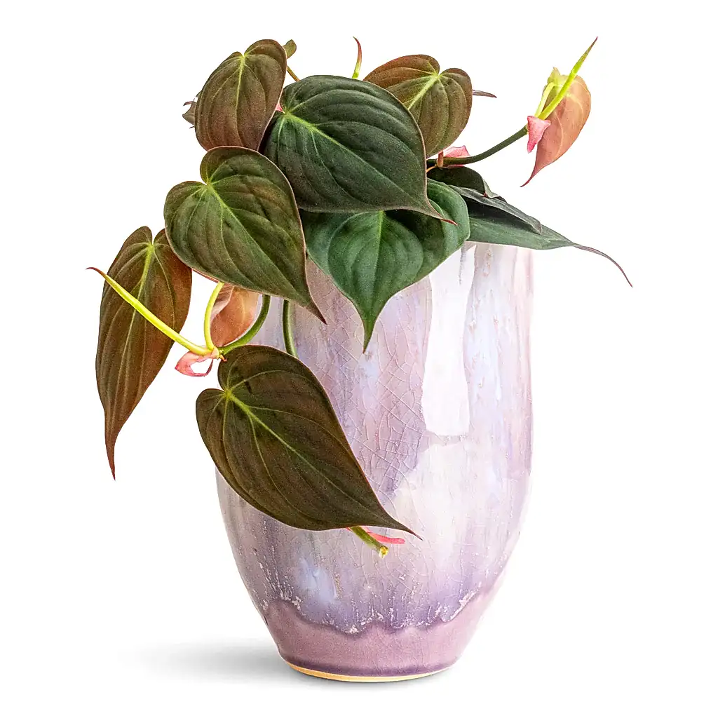 Philodendron micans Velvet Leaf - 12x20cm In Davide Pot Lavender Haze - 15x20cm