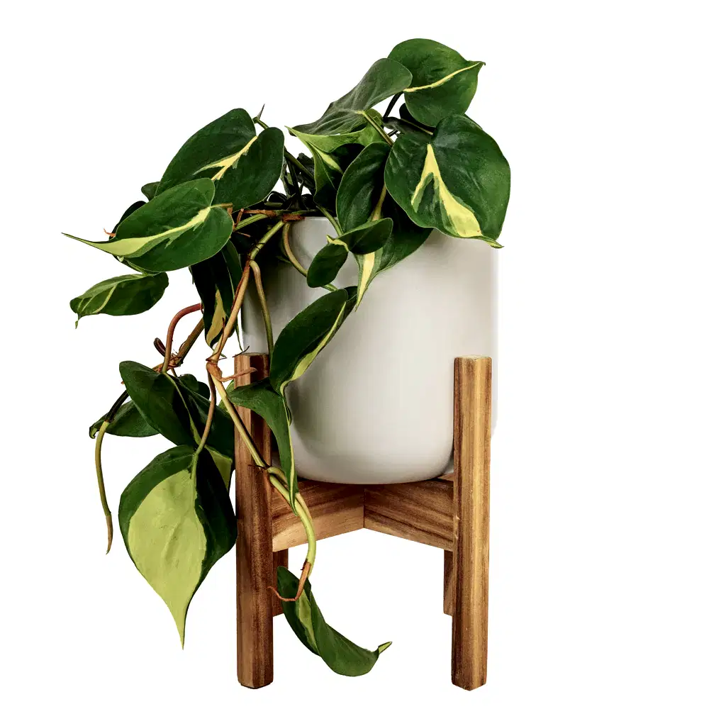 Philodendron scandens Brasil - Sweetheart Plant