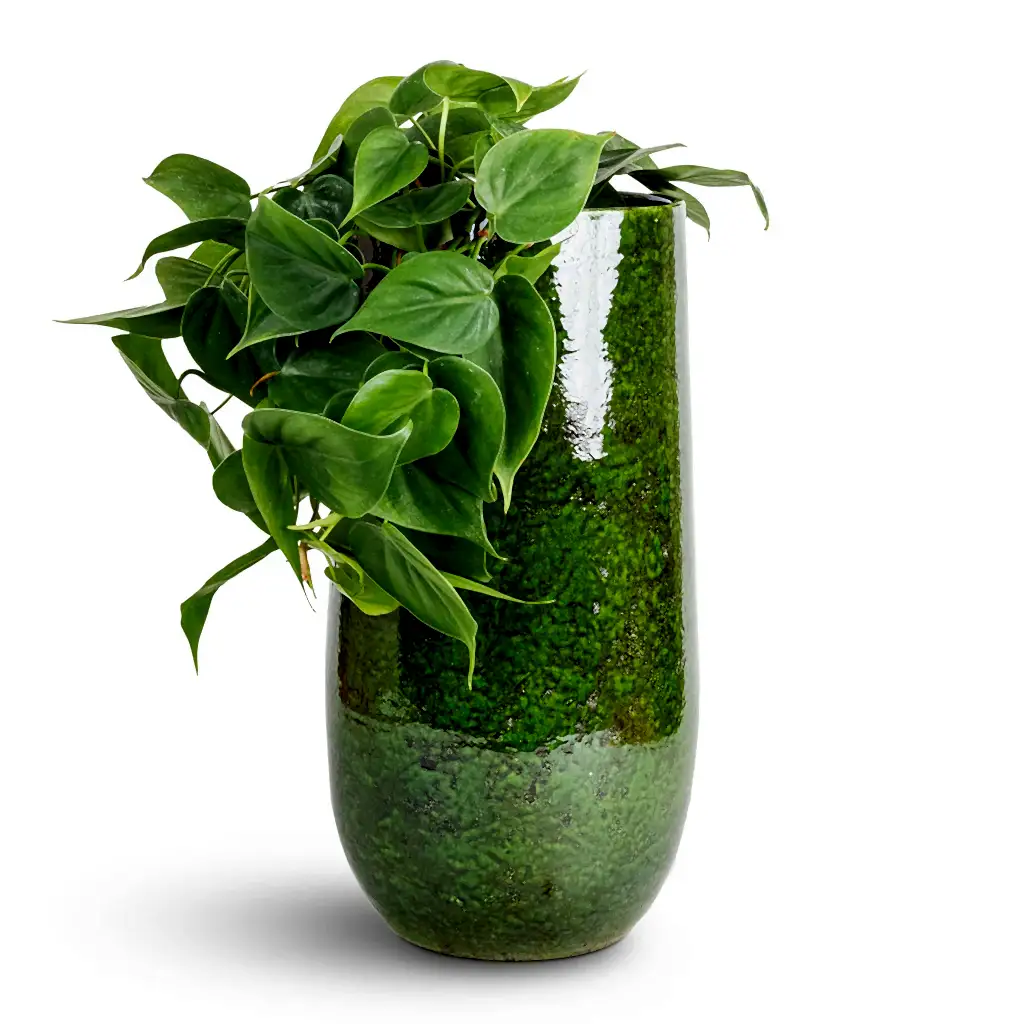 Philodendron scandens - Sweetheart Plant & Aimee Tall Plant Vase - Pear
