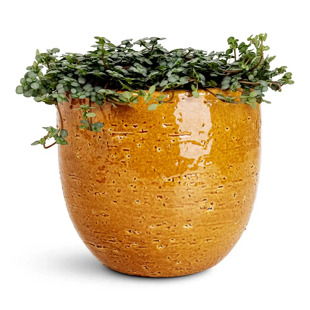 Pilea glaucophylla Greyzy Silver Sparkles - 12x20cm In Jolin Pot Ochre - 14x13cm
