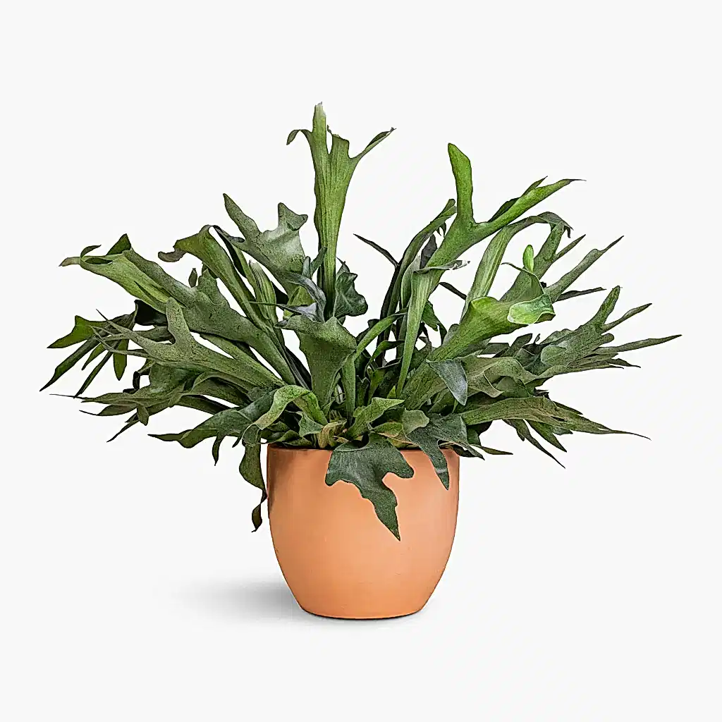 Platycerium bifurcatum - Common Staghorn Fern & Terracotta Plant Pot