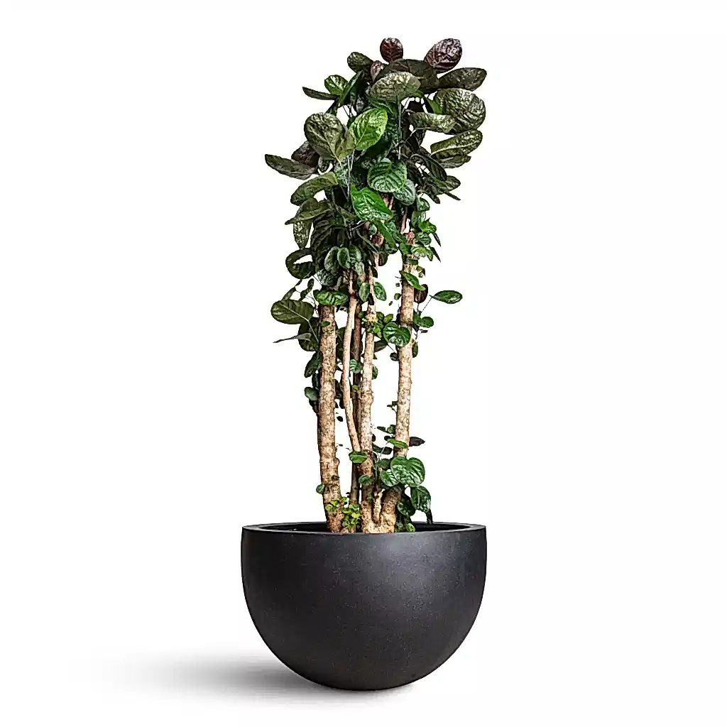 Polyscias Fabian Aralia In Bowl Natural Planter Black