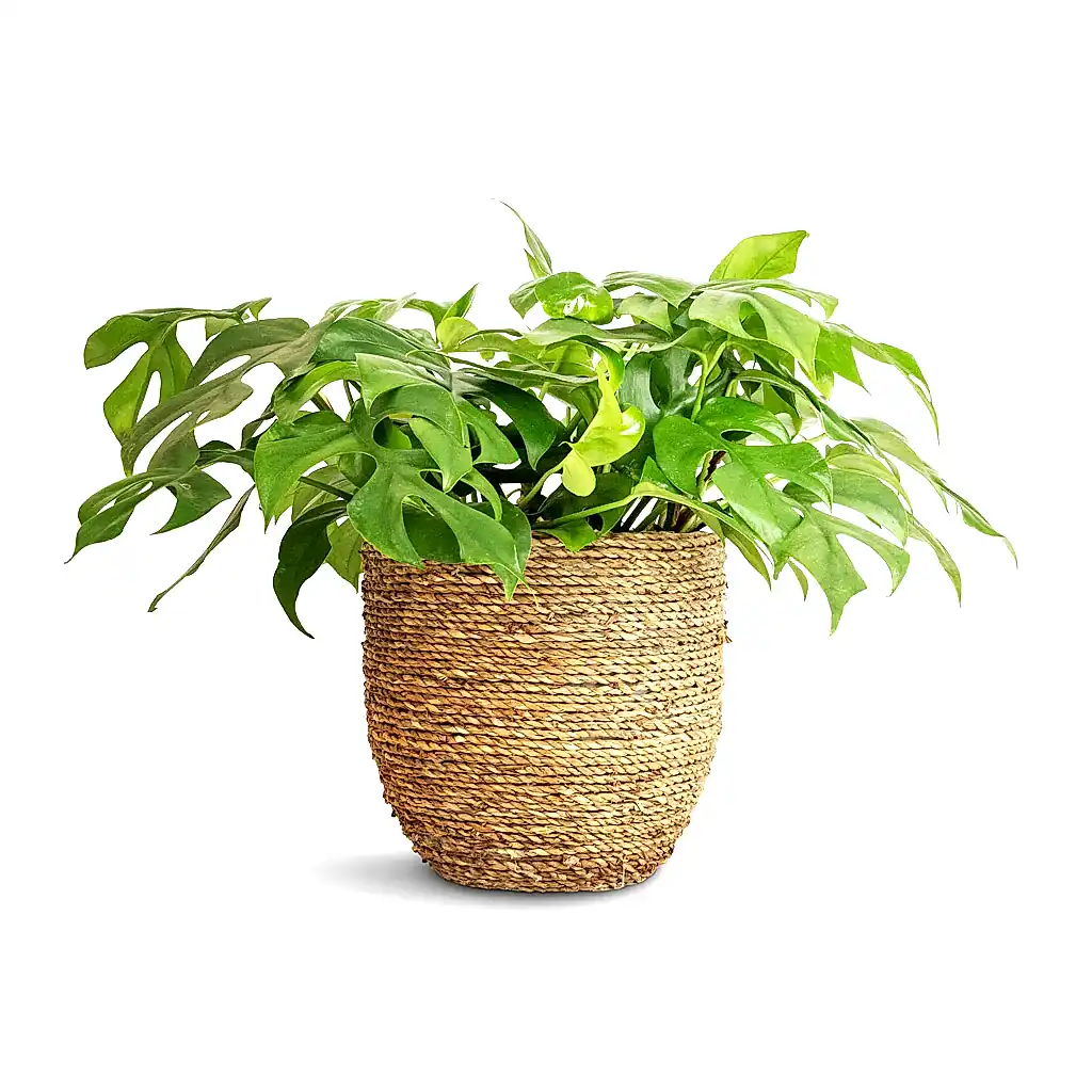 Rhaphidophora tetrasperma - Monstera minima & Cody Plant Pot - Straw Grass