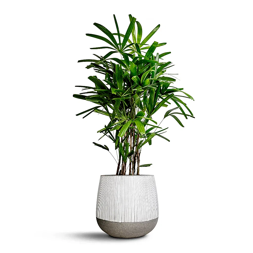 Rhapis excelsa - Lady Palm & Pax Plant Pot - Ridged White Stripe