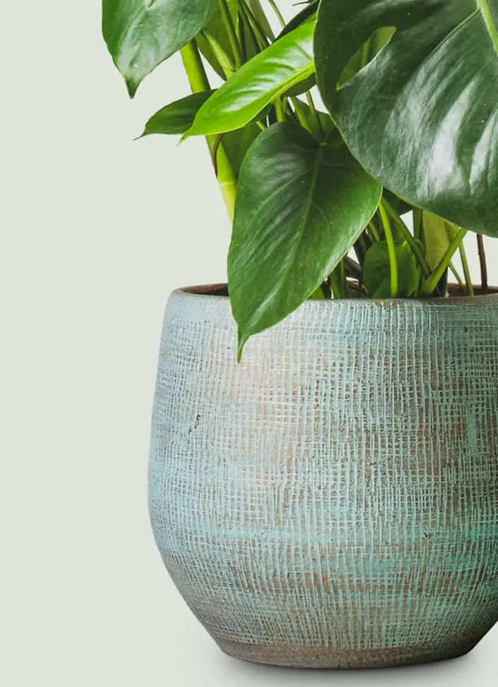 Large Plant Pots