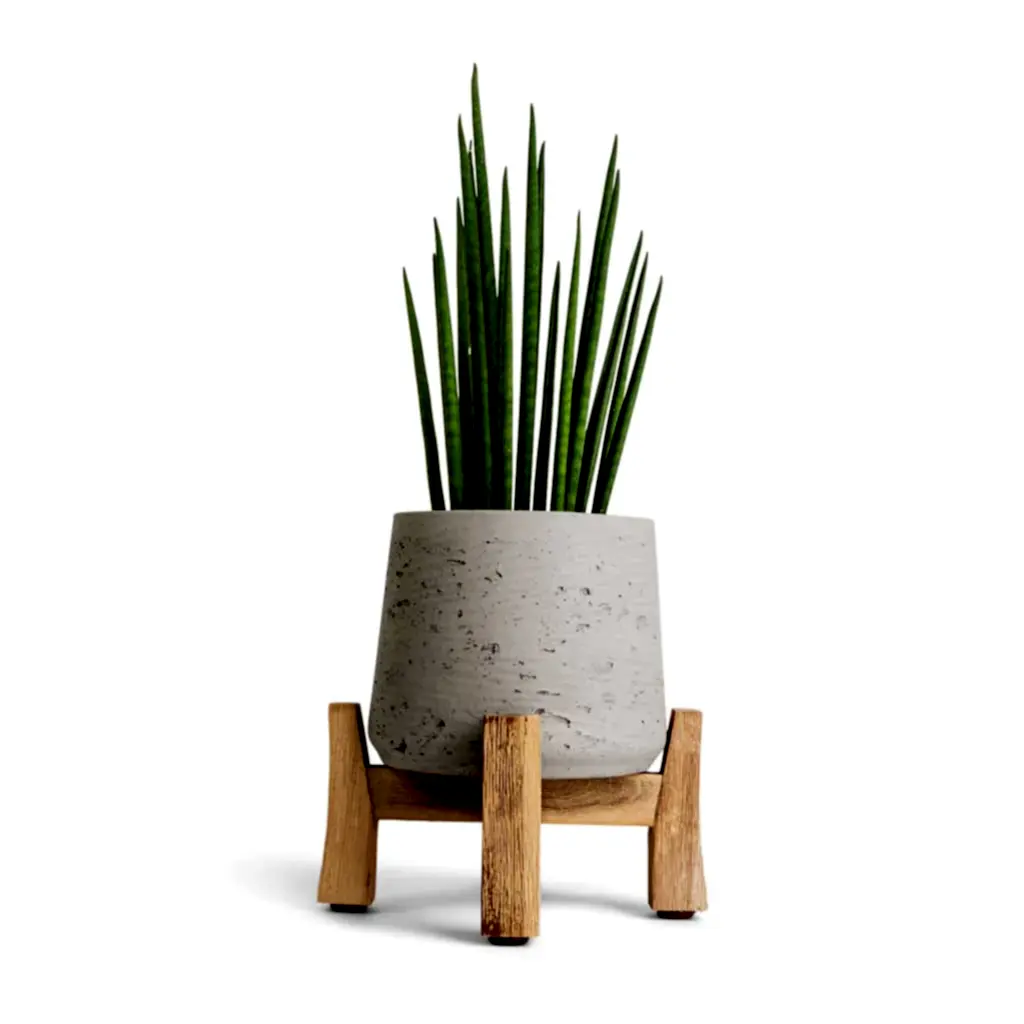 Sansevieria bacularis Mikado - Snake Plant & Plant Pot - Low Stand - Grey Washed