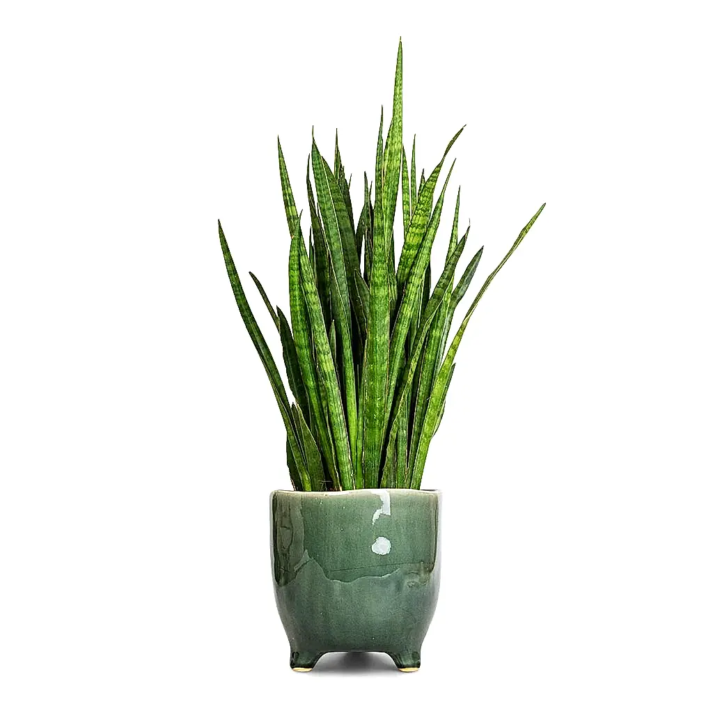 Sansevieria kirkii  - Star Sansevieria & Kaat Plant Pot - Green