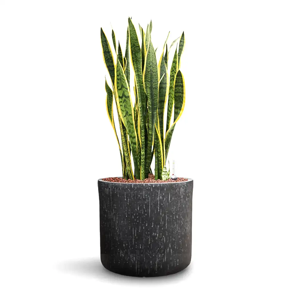 Sansevieria Laurentii HydroCare in Raindrop Round - Anthracite - 34 x 84cm