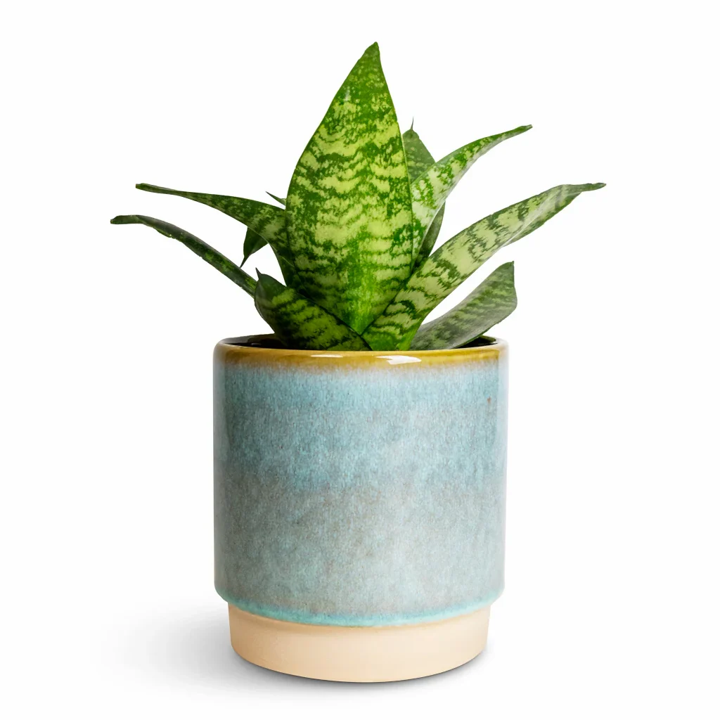 Sansevieria trifasciata Hahnii - Birds Nest Snake Plant & Copenhagen Plant Pot - Aqua
