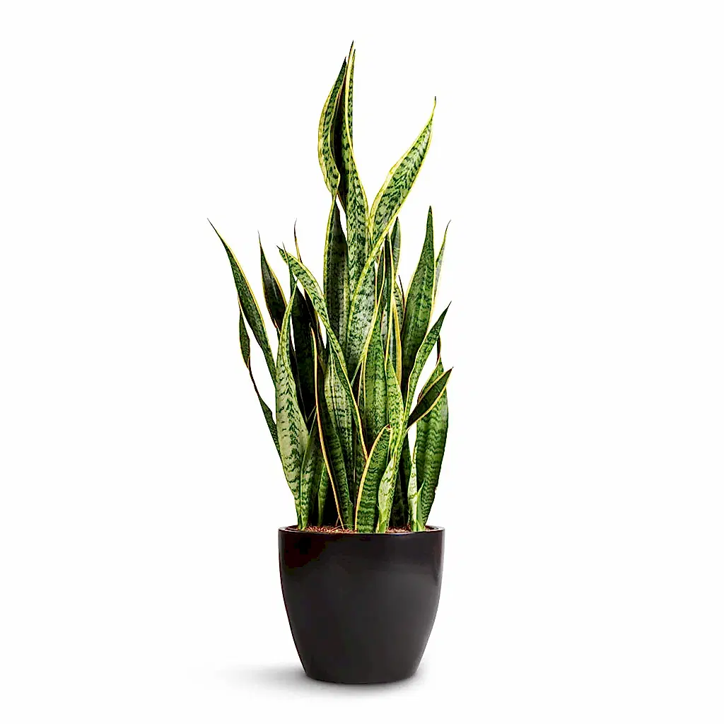 Sansevieria trifasciata Laurentii - Variegated Snake Plant & Sven Plant Pot - Black
