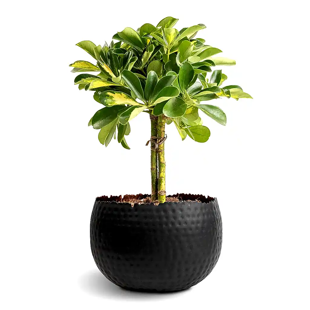 Schefflera Gold Capella - Stemmed Dwarf Umbrella Tree & Hammered Bowl - Black with Copper