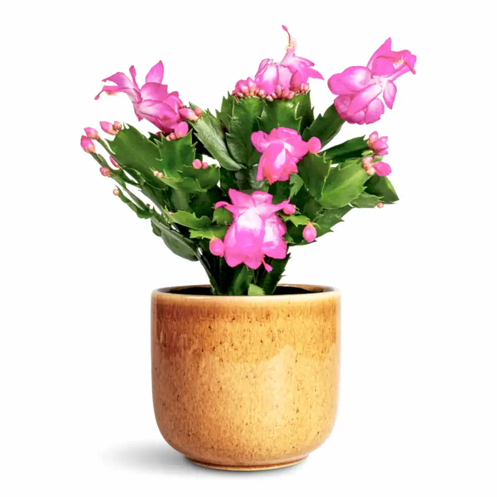 Schlumbergera Christmas Cactus Pink Purple - 12x25cm In Nine Plant Pot Caramel - 14x12cm