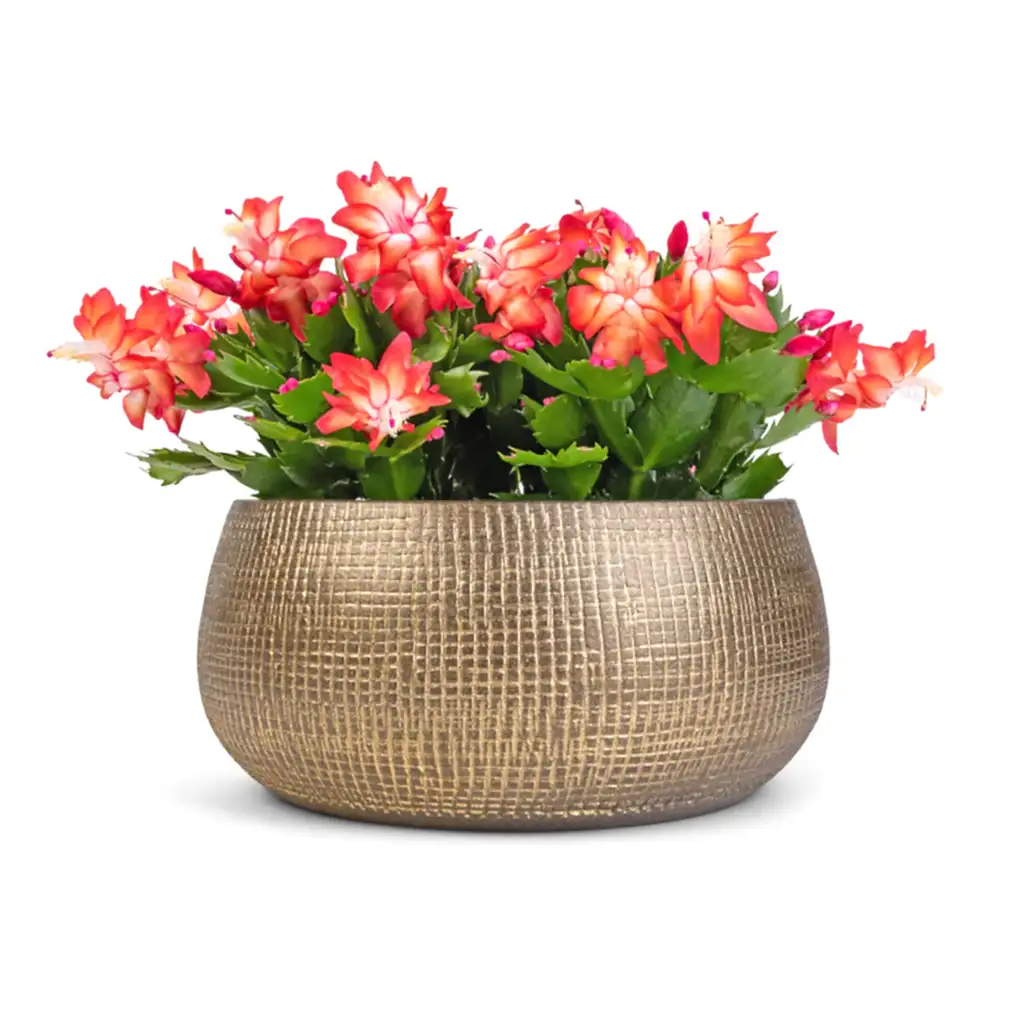 Schlumbergera - Christmas Cactus - Red & Ryan Plant Bowl - Shiny Gold