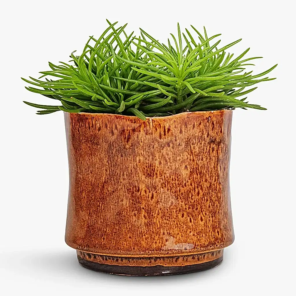 Senecio Himalaya - Himalaya Groundsel & Nolan Plant Pot - Caramel