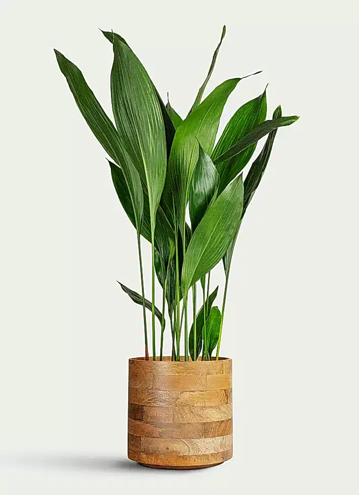 Shade Tolerant