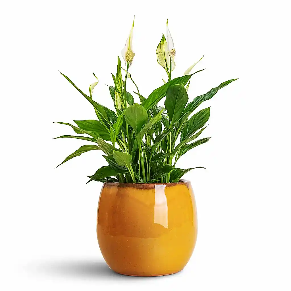Spathiphyllum Bellini - 13x40cm In Charlotte Pot Ochre - 19x16cm