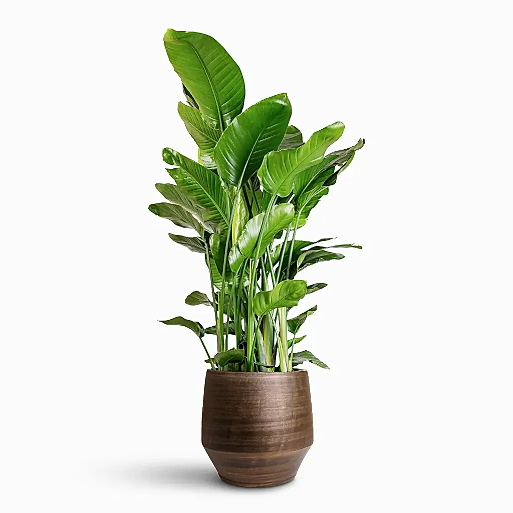 Strelitzia nicolai - 35x160cm In Norell Pot Chestnut - 42x38cm